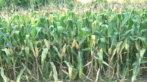 Green Corn Maize Plants 库存影片 59546064