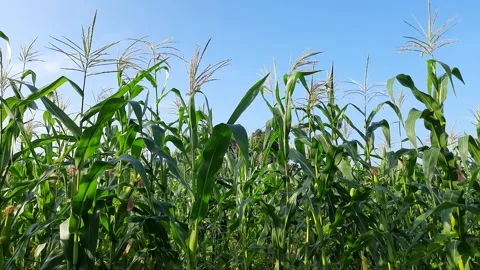 Green corn  (Maize) Plants in India. Stock Footage 143406642