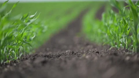 Green corn in motion, aligned rows and flowing air. Stock Footage 311955509