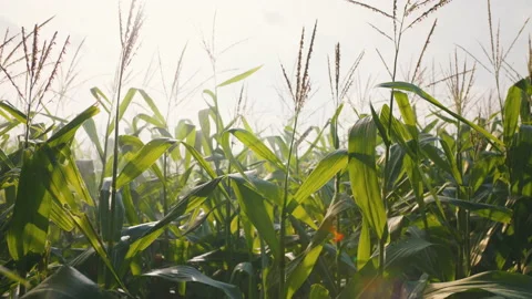 Green corn or maize in agricultural plantation with wind blowing Stock Footage 197297003