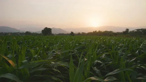 Green corn or maize in agricultural plantation with wind blowing in the evening Stock Footage 198280373