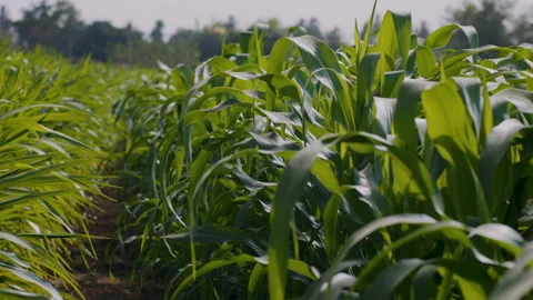 Green corn or maize in agricultural plantation with wind blowing Stock Footage 226726415