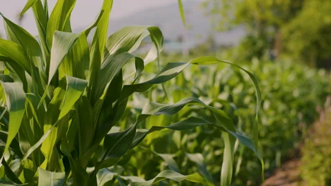 Green corn or maize in agricultural plantation with wind blowing Stock Footage 229386065