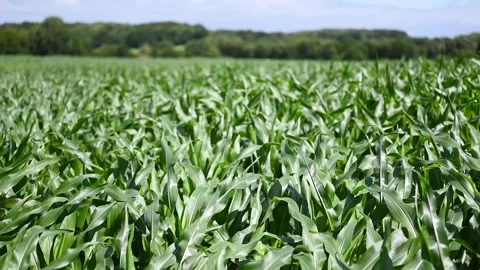 Green corn or maize in agricultural plantation with wind blowing. Stock Footage 284809462