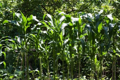 Green corn Stock Photos