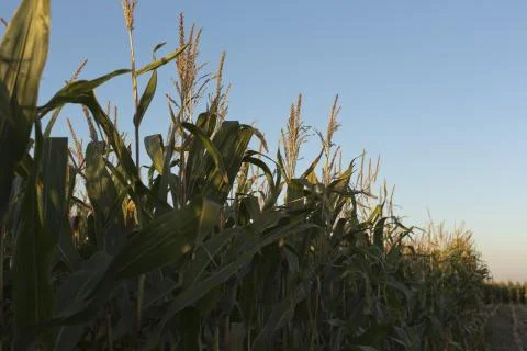 Green corn Stock Photos