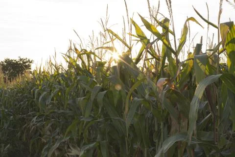 Green corn Stock Photos