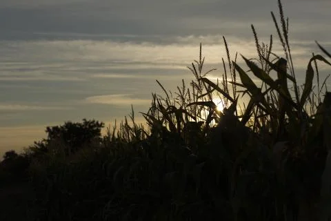 Green corn Stock Photos