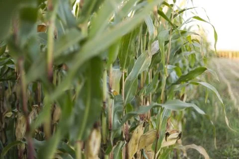 Green corn Stock Photos