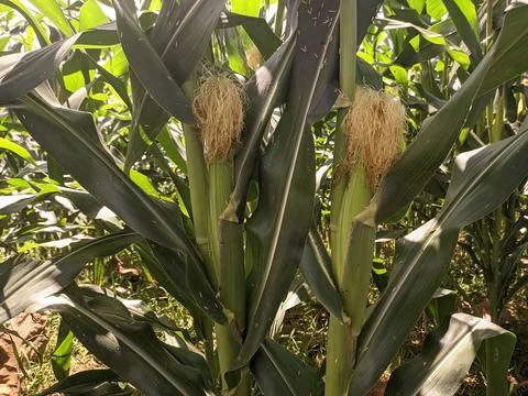 Green corn Stock Photos