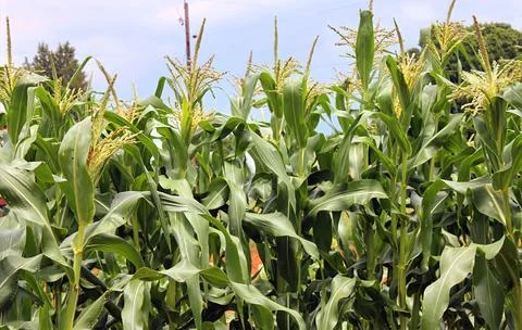 Green Corn Stock Photos