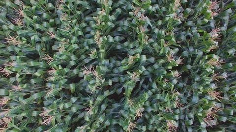 Green Corn plantation Video stock 92695262