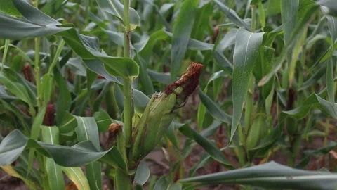 Green corn plantation Stock Footage 131625707