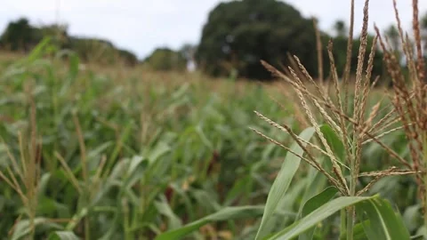 Green corn plantation Stock Footage 131625709