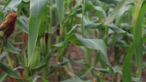 Green corn plantation Stock Footage 131625715