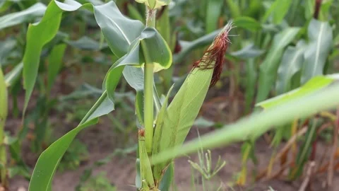 Green corn plantation Stock Footage 131625728