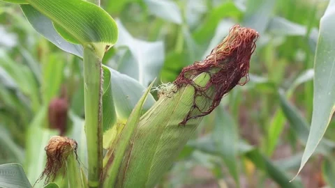 Green corn plantation Stock Footage 131625748