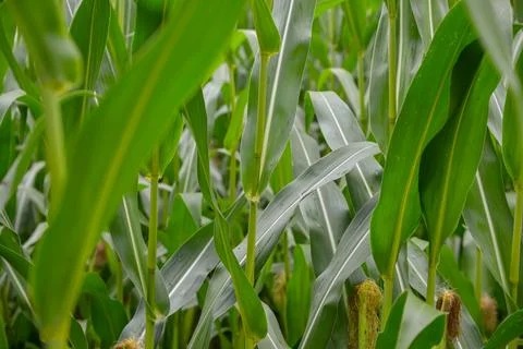 Green Corn Plants and Developing Ears in Agricultural Field Stock Photos