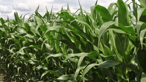 Green corn plants on a clear windy summer day in the field Stock Footage 139837130