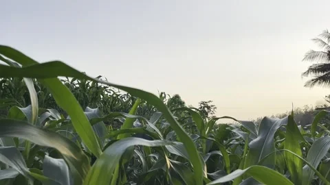 Green Corn Plants in Field with Blue Sky in Background Stock Footage 288528694