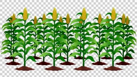 Green corn plants on a field, A field of corn, Corn grows, Harvest agricultural Stock Illustration
