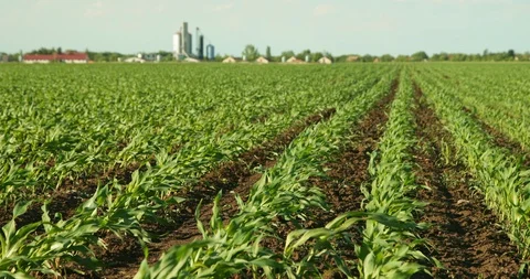 Green corn plants on field. Stock Footage 92946476