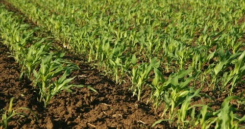 Green corn plants on field. Stock Footage 92947608