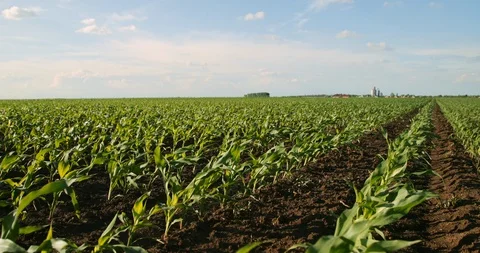 Green corn plants on field. Vidéo 92950913