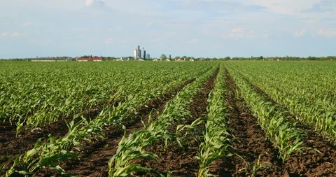 Green corn plants on field. Stock Footage 92953658