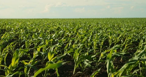 Green corn plants on field. Stock Footage 92962897
