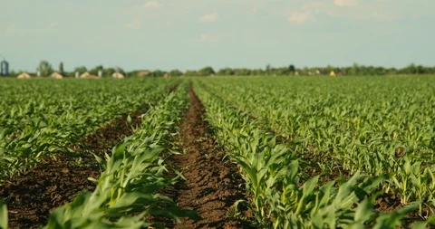 Green corn plants on field. Stock Footage 92964544