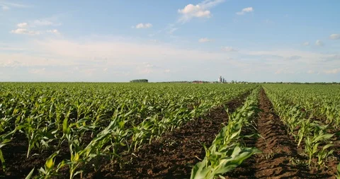 Green corn plants on field. Stock Footage 92964909