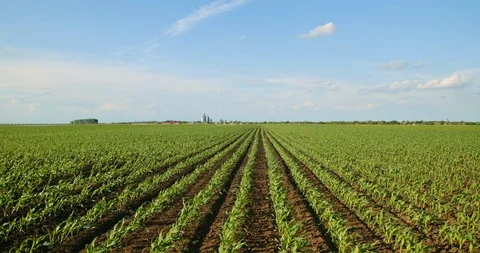 Green corn plants on field. Stock Footage 92966182