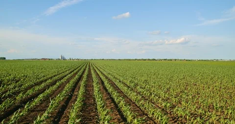 Green corn plants on field. Stock Footage 92967387