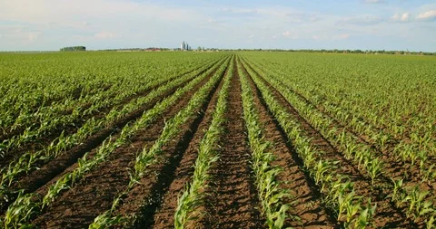 Green corn plants on field. Stock Footage 92969622