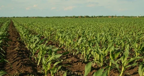 Green corn plants on field. Stock Footage 92992901