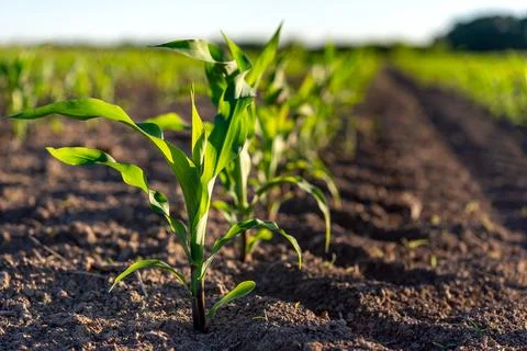 Green corn plants on a field Stock Photos