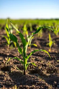 Green corn plants on a field Foto stock
