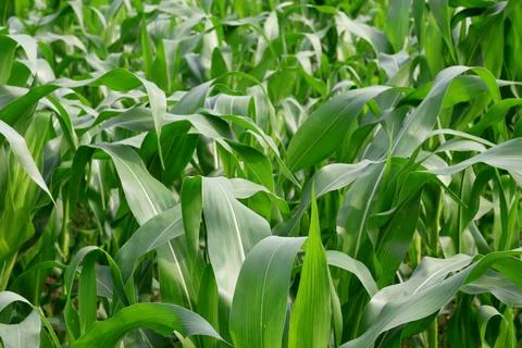 Green Corn Plants in a Field Stock Photos