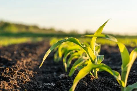 Green Corn Plants Grow From Dark Soil Under a Clear Sky During the Early Mo.. Stock Photos