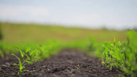 Green corn plants grow in perfect rows, wind gently blowing across the field. Stock Footage 316105452