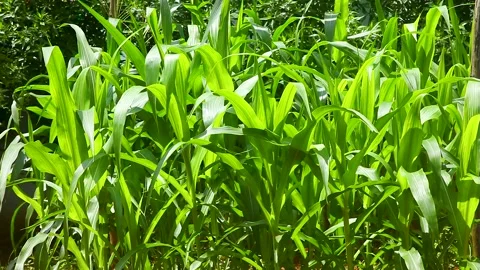 Green Corn Plants Growing in Field 스톡 동영상 324004130
