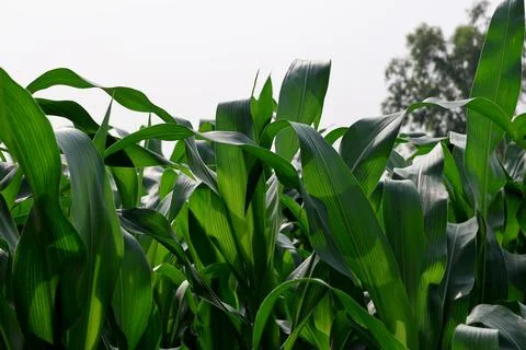 Green corn plants growing in a field Stock Photos
