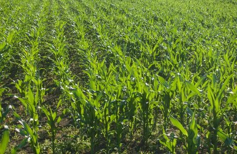 Green corn plants in a rows growing in agricultural field. Young maize seed. 스톡 사진