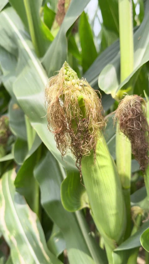 Green corn plants stand tall in a sunlit field Video stock 344907430