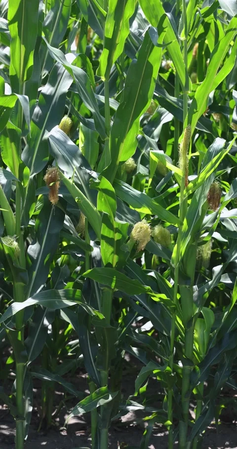 Green corn plants swaying in the wind on a sunny day Stock Footage 333556420