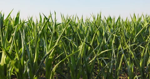 Green corn rows with a distant tree line under blue sky, low angle, 8K Stock Footage 339246634