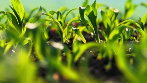 Green corn seedlings are sprouting vibrantly in a sunlit field, showcasing the Stock Footage 311282245