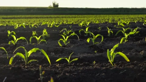 Green corn seedlings thrive in the sunlit field during springtime in rural Stock Footage 320436639