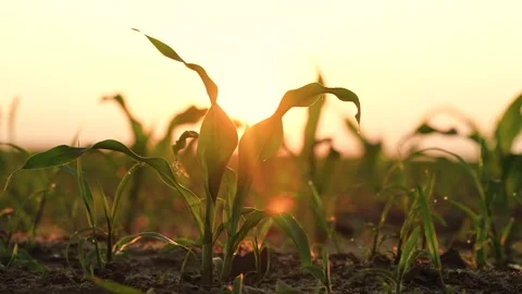 Green corn sprout grows ground sunset, agriculture dawn, corn farm row, sprout Stock Footage 247558481